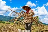 Vựa mía lớn nhất nước lao đao