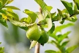 Uống nước lá ổi thay thuốc, người đàn ông Hà Nội có đường huyết tăng gấp đôi