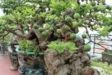 Có một loại cây được người xưa xem như "báu vật" của sân vườn, nhà nào cũng từng có