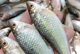 Loài cá có cái tên ai nghe cũng phải hỏi lại, đặc sản chinh phục thực khách khó tính bằng hương vị khó kiếm