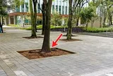 Vì sao dưới gốc cây trong công viên thường để một khoảng đất trống?