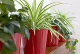 4 lý do vì sao nên trồng cây dây nhện bên cửa sổ
