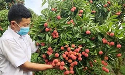 Bắc Ninh thu gần 6.000 tỷ đồng từ vải thiều