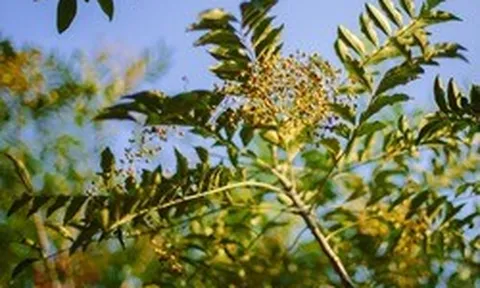 Phát hiện hợp chất mới có tiềm năng chống ung thư từ 1 loại gia vị quen thuộc ở Việt Nam