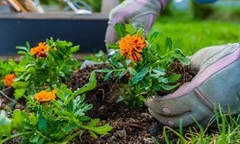 5 loại cây “hút” vận may, nên trồng trong sân nhà