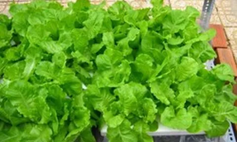 5 loại rau củ đúng mùa lại giải nhiệt, chứa nguồn vitamin khổng lồ, đi chợ mà thấy là nên mua