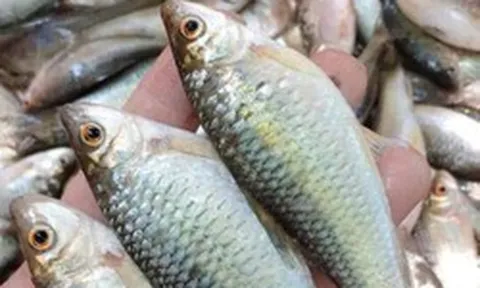 Loài cá có cái tên ai nghe cũng phải hỏi lại, đặc sản chinh phục thực khách khó tính bằng hương vị khó kiếm
