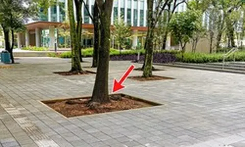 Vì sao dưới gốc cây trong công viên thường để một khoảng đất trống?
