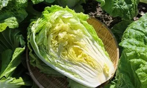 Mùa thu đừng chỉ chăm chăm ăn thịt: Cải thảo vào vụ vừa thơm ngon, giá rẻ, giàu dưỡng chất, còn được ví như “kho canxi”