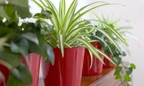 4 lý do vì sao nên trồng cây dây nhện bên cửa sổ